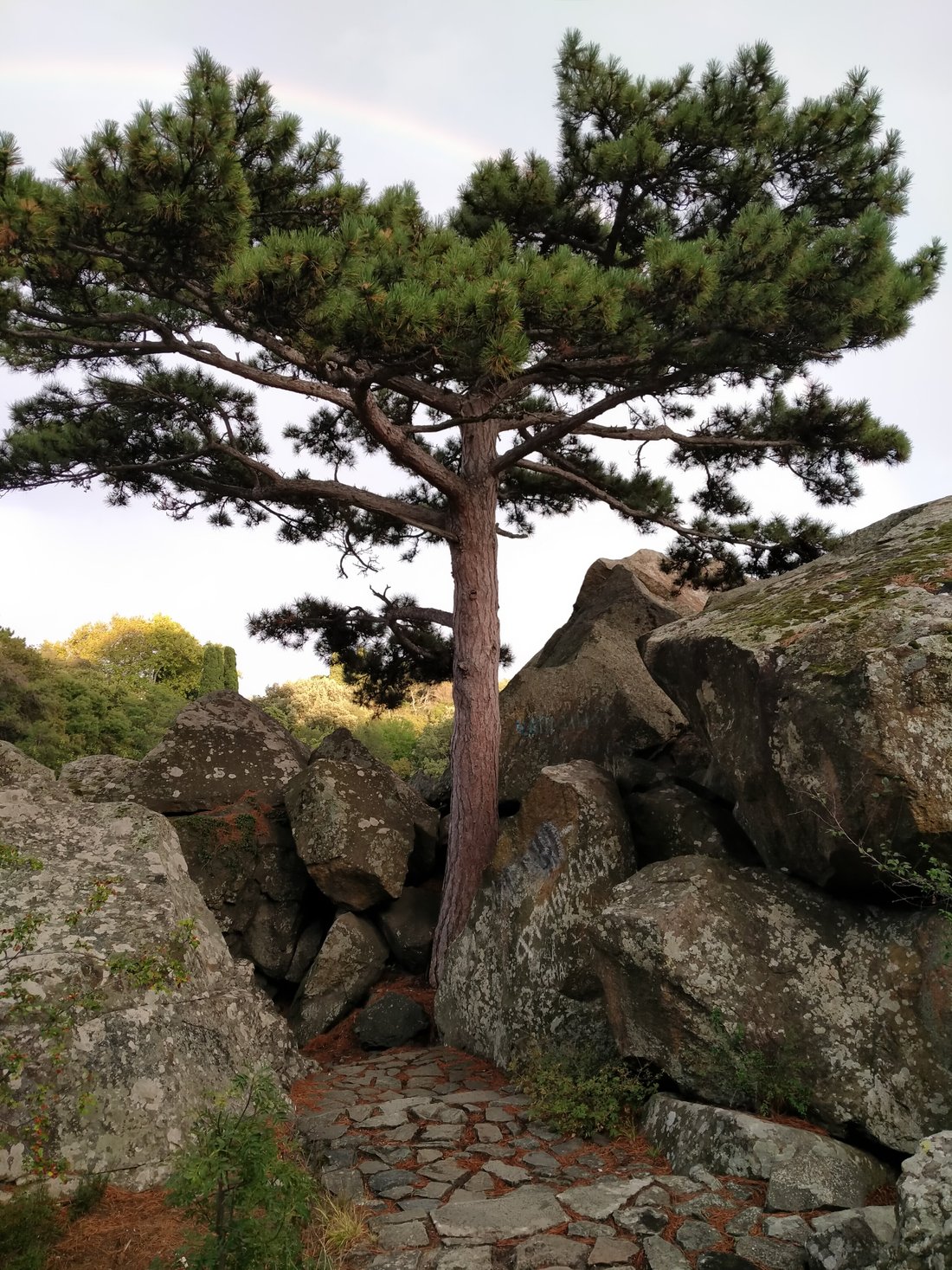 Милютинский парк в алупке