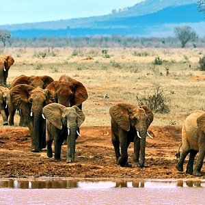 safari mombasa masai mara
