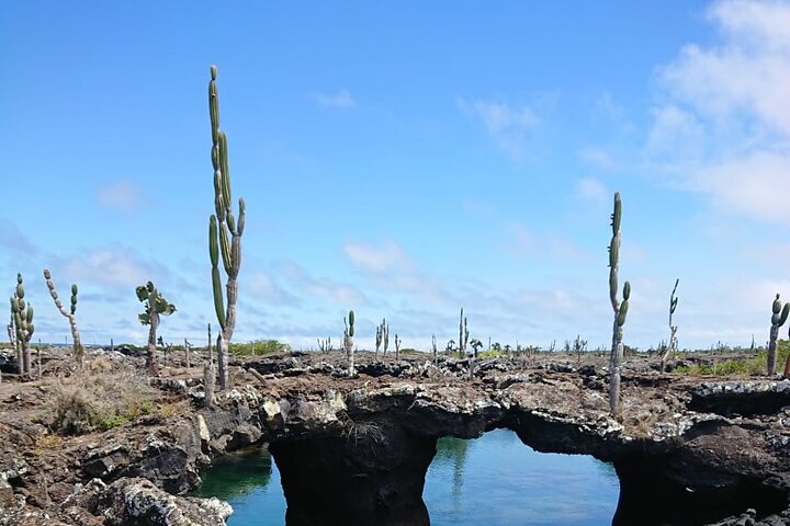 Tripadvisor | イザベラ トンネル、提供元：Sharksky Ecoadventures Galapagos | エルト・ビジャ ...