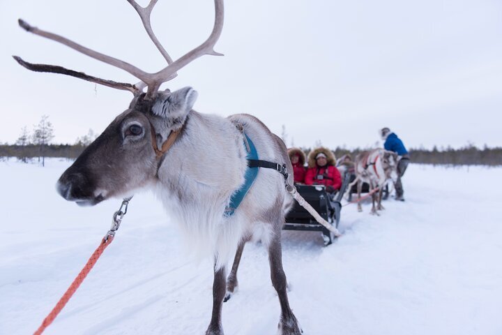 2024 Rovaniemi Reindeer Farm Visit with Sleigh Ride Safari