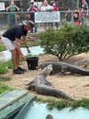 Arkansas Alligator Farm & Petting Zoo (hot Springs) - All You Need To 