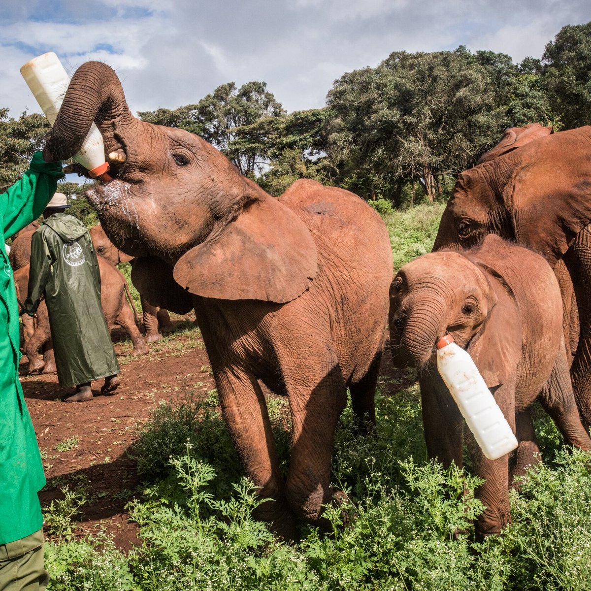 Sheldrick Wildlife Trust, Найроби: лучшие советы перед посещением -  Tripadvisor