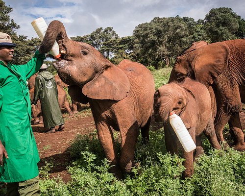 Orphaned elephants at the Nursery enjoying one of their milk feeds