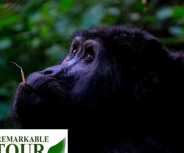 Gorilla Remarkable Tour image