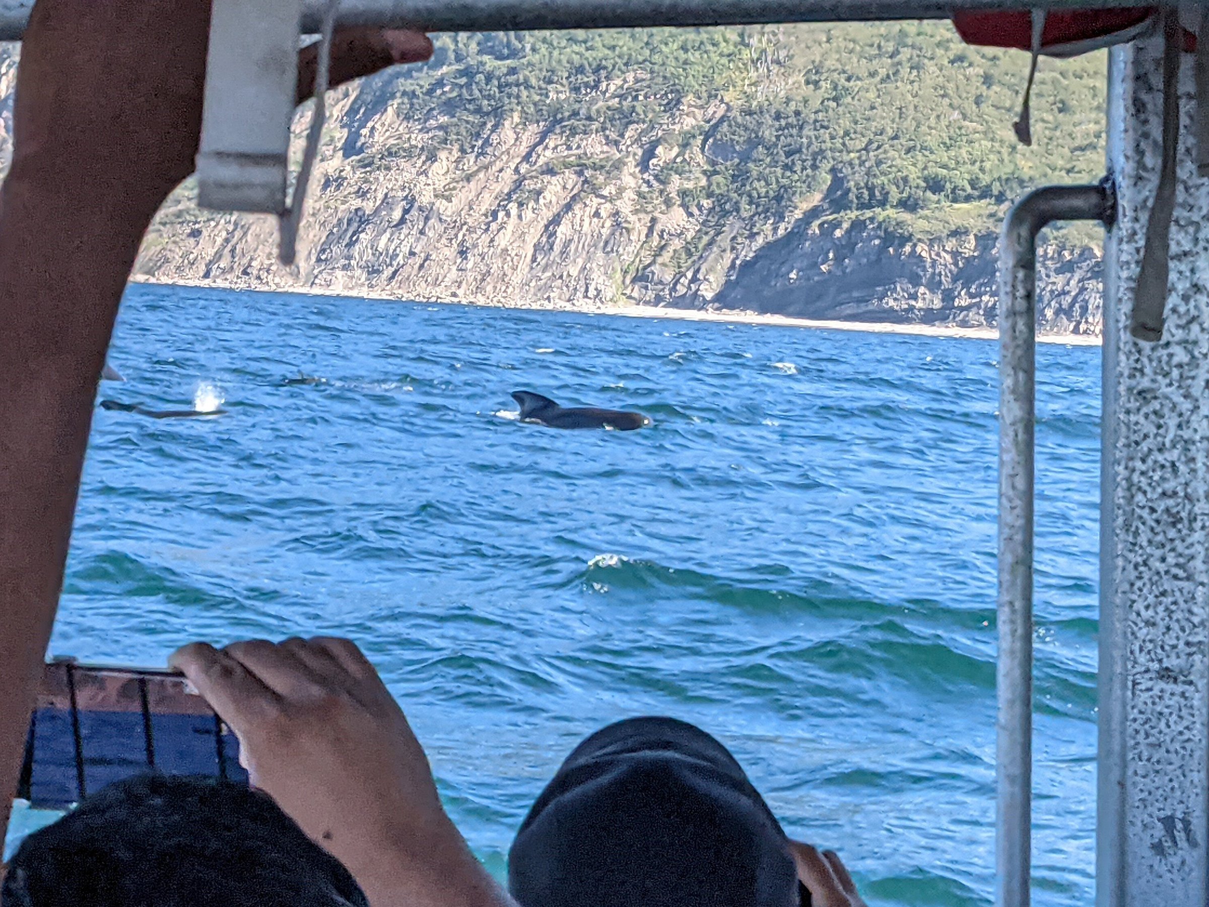 cabot trail whale watching tours