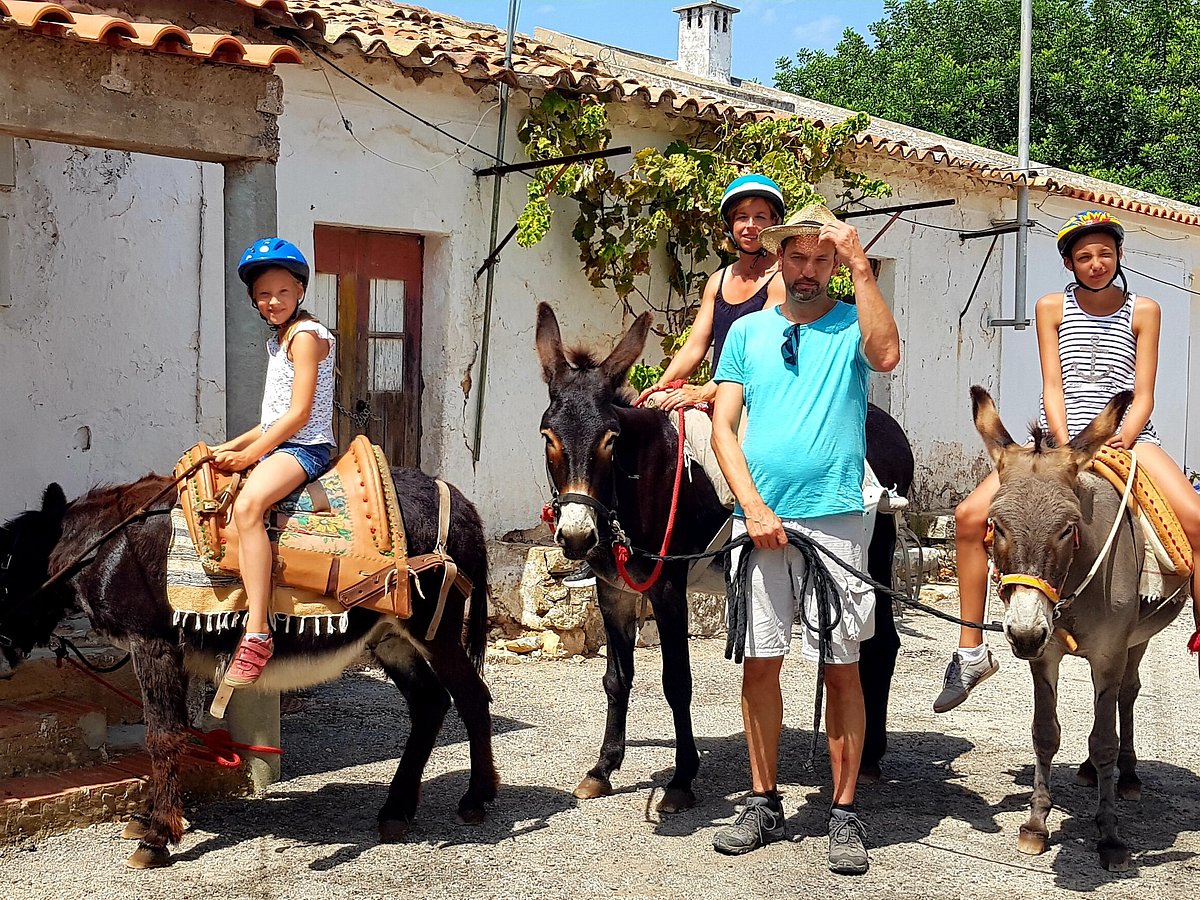 Horses and Donkeys in Portugal
