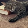 El gato