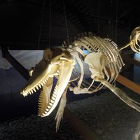 The Husavik Whale Museum - All You Need to Know BEFORE You Go (2024)