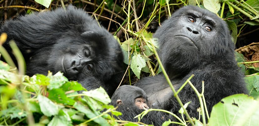 Gorilla and Adventure Safaris image