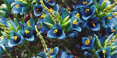 Striking blue blooms at Blue Mountain Botanic Gardens