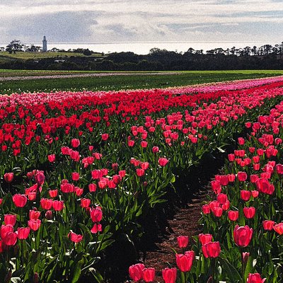 Multi-coloured rows of tulips at Table Cape Tulip Farm, Wynyard