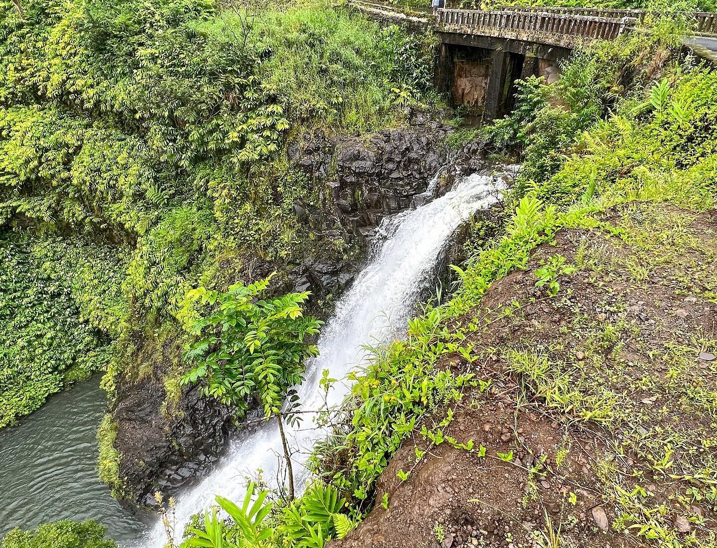 jungle tour maui