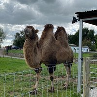 CHEW VALLEY ANIMAL PARK (Chew Magna) - All You Need to Know BEFORE You Go