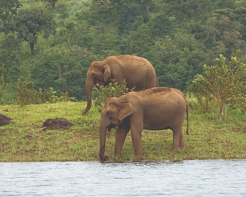 thekkady wildlife tour