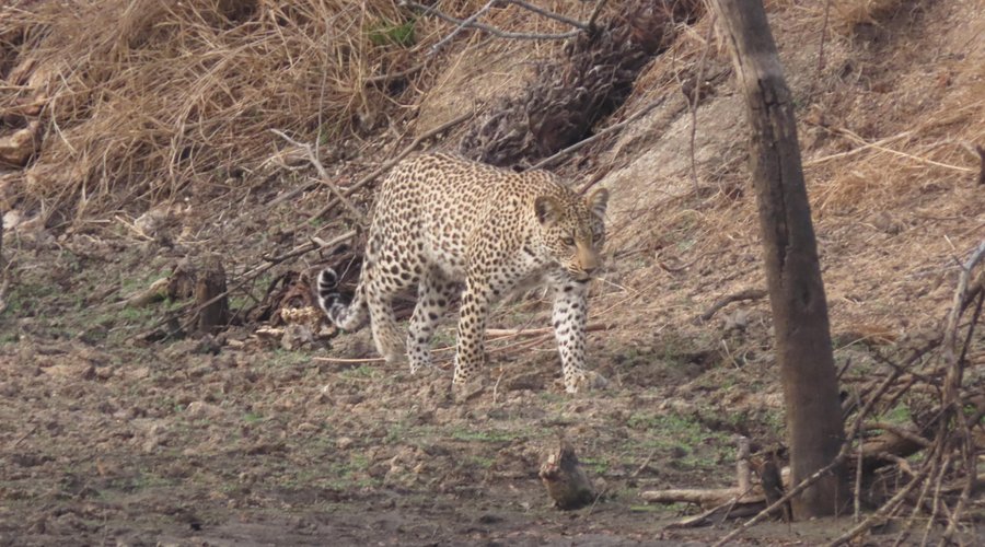 Although very seldomly spotted, a Leopard sighting remains one of the most rewarding!  This Leopard was spotted on a Game Drive with guests on the Reserve where the lodge is situated on one of our neighbour's properties and close to the dam on the property. 
