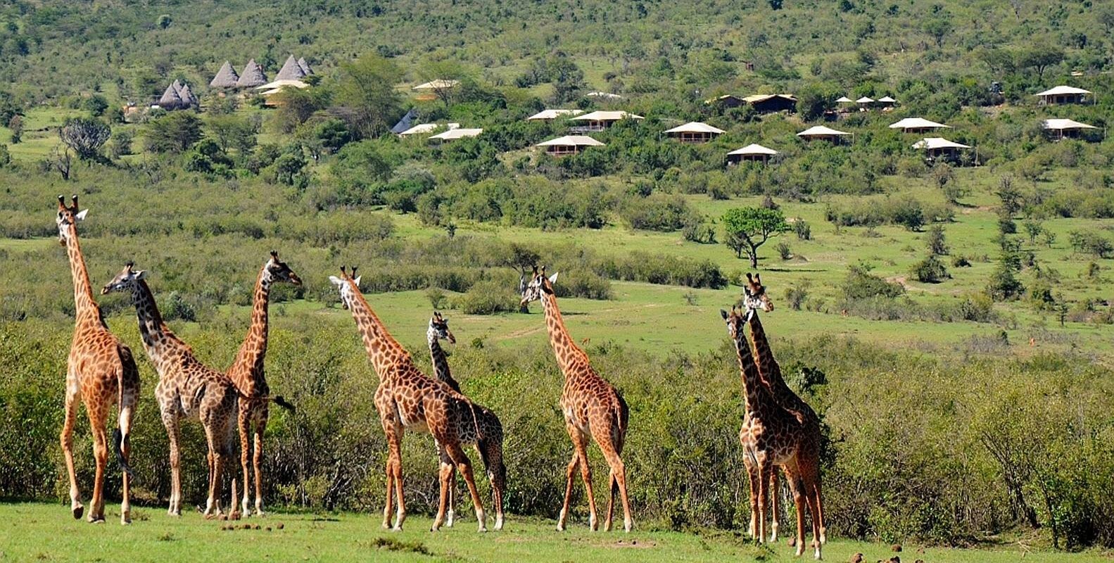 Mara Bushtops Luxury Camp by null