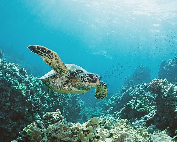 Turtle Canyons Snorkel Excursion from Waikiki, Hawaii | Oahu