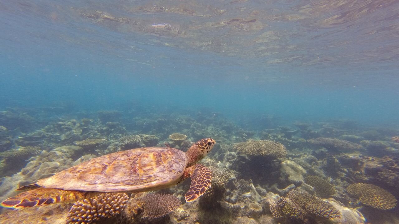 Huvadhu Atoll (South Huvadhoo (Gaafu Dhaalu) Atoll): All You Need To Know