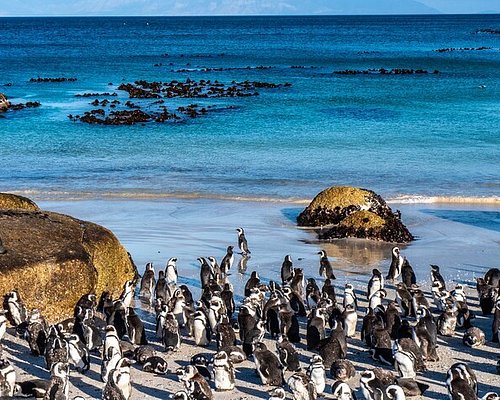 trips in cape town
