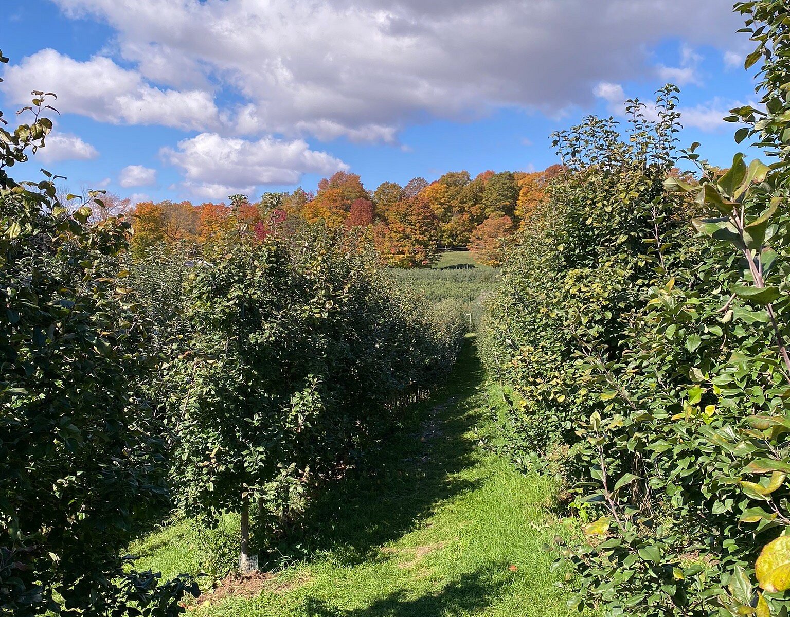 Burtt's Apple Orchard (Cabot) - All You Need to Know BEFORE You Go