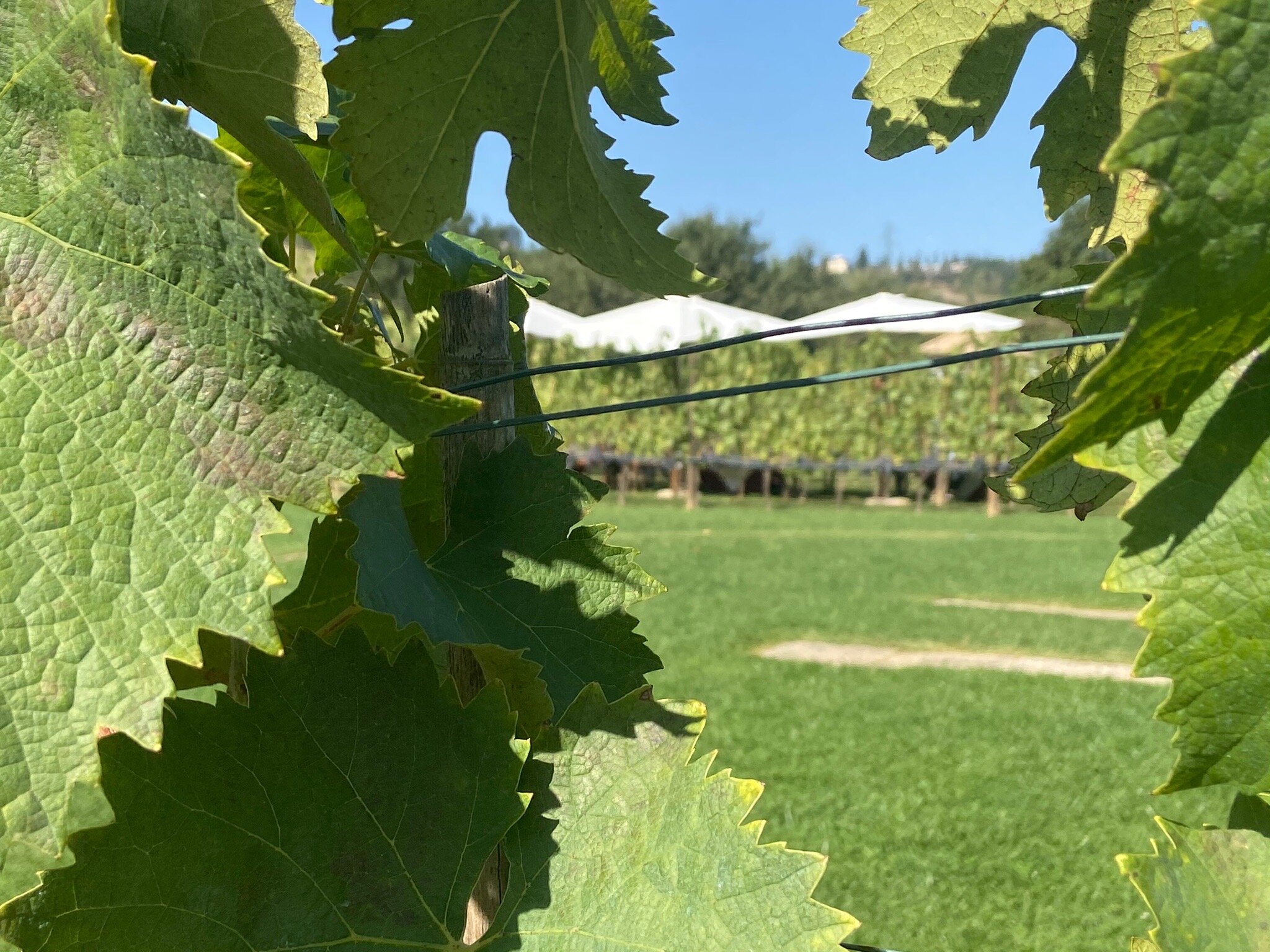 Tenuta Torciano (Ulignano) - All You Need to Know BEFORE You Go