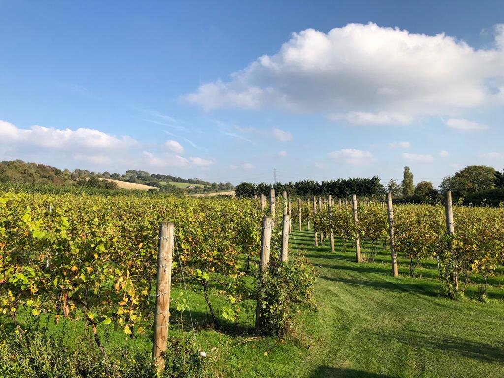 Local vineyard clearance near me