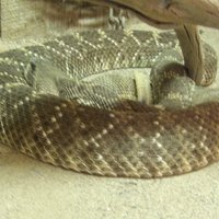 American International Rattlesnake Museum - All You Need to Know BEFORE ...