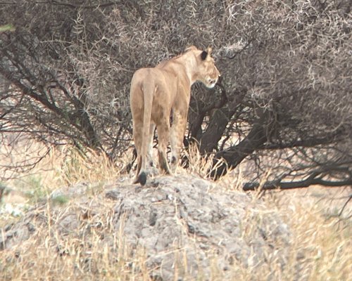 Kilimanjaro Safari Experience (Moshi) - All You Need to Know BEFORE You Go