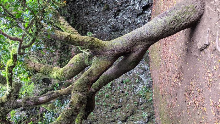 Imagen 5 de Garoé árbol santo