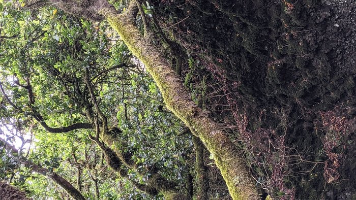 Imagen 4 de Garoé árbol santo