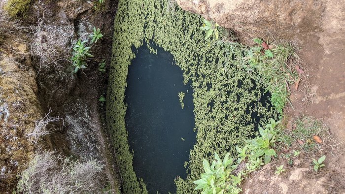Imagen 3 de Garoé árbol santo