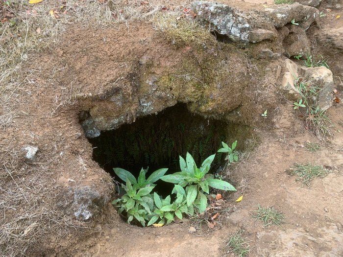 Imagen 7 de Garoé árbol santo