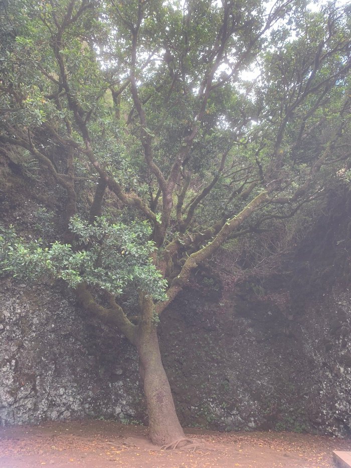 Imagen 6 de Garoé árbol santo