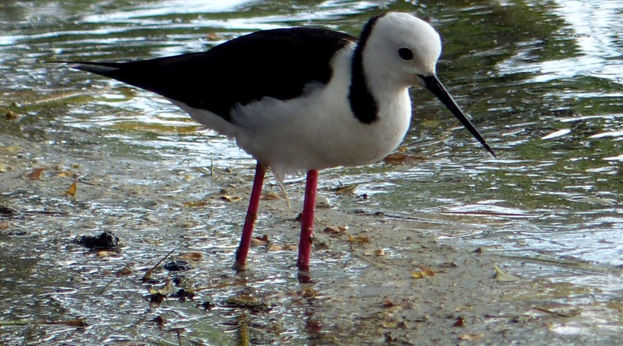 Pied stilt (Himantopus leucocephalus)