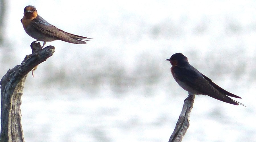 Welcome swallow (Hirundo neoxena)