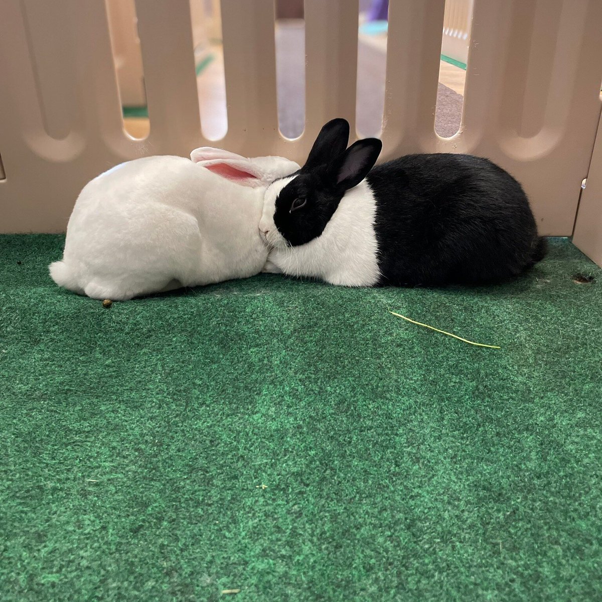 cuddle-bunny-tripadvisor