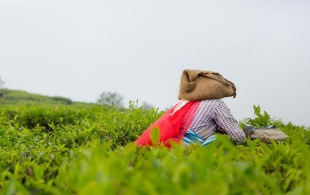 Tea plantation nearby