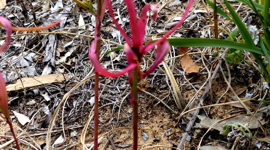 Vegetation along the path