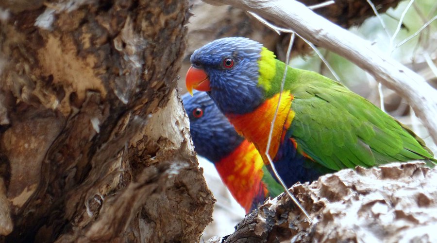 Rainbow lorikeet (Trichoglossus moluccanus)