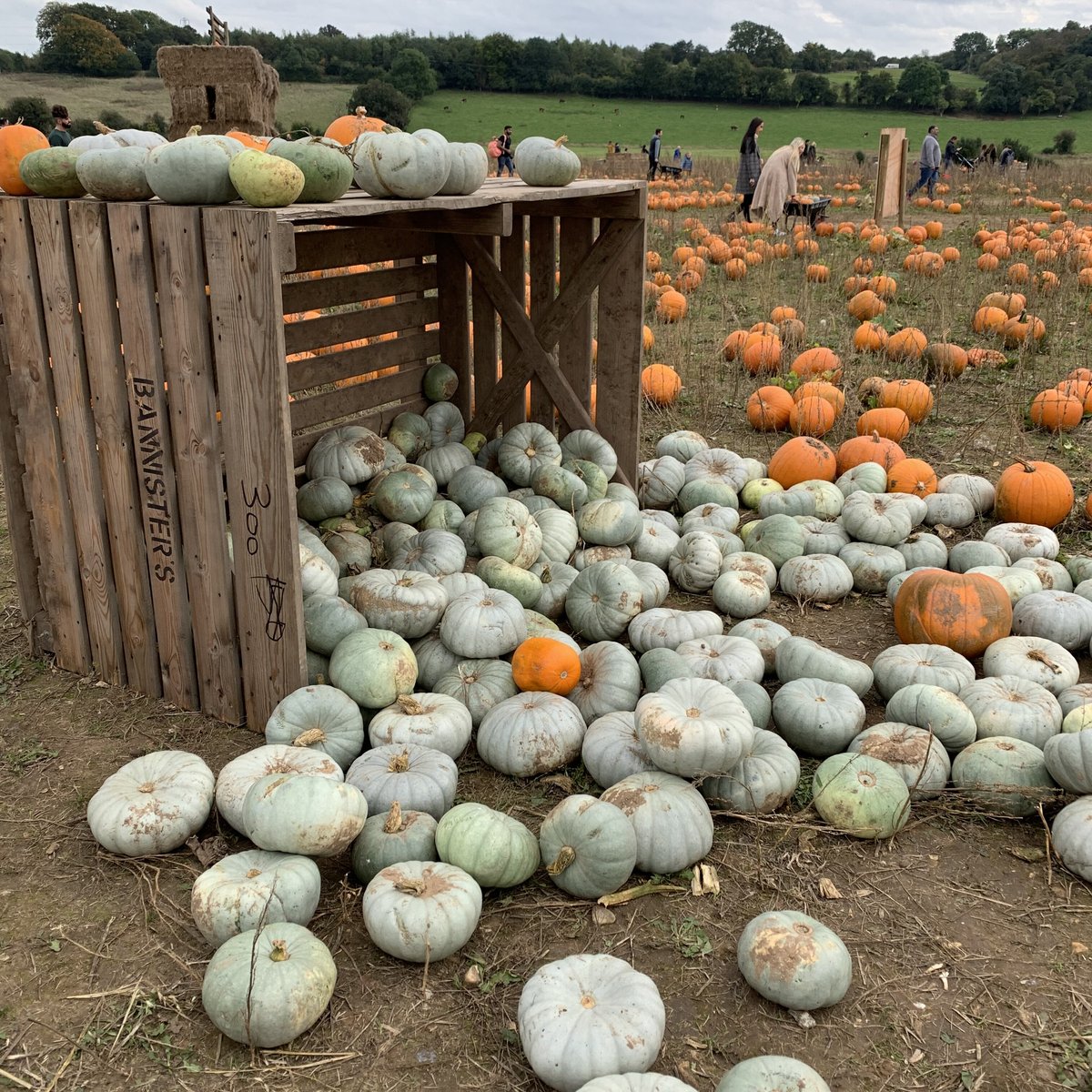 THE POP UP FARM (Redbourn): Ce qu'il faut savoir pour votre visite