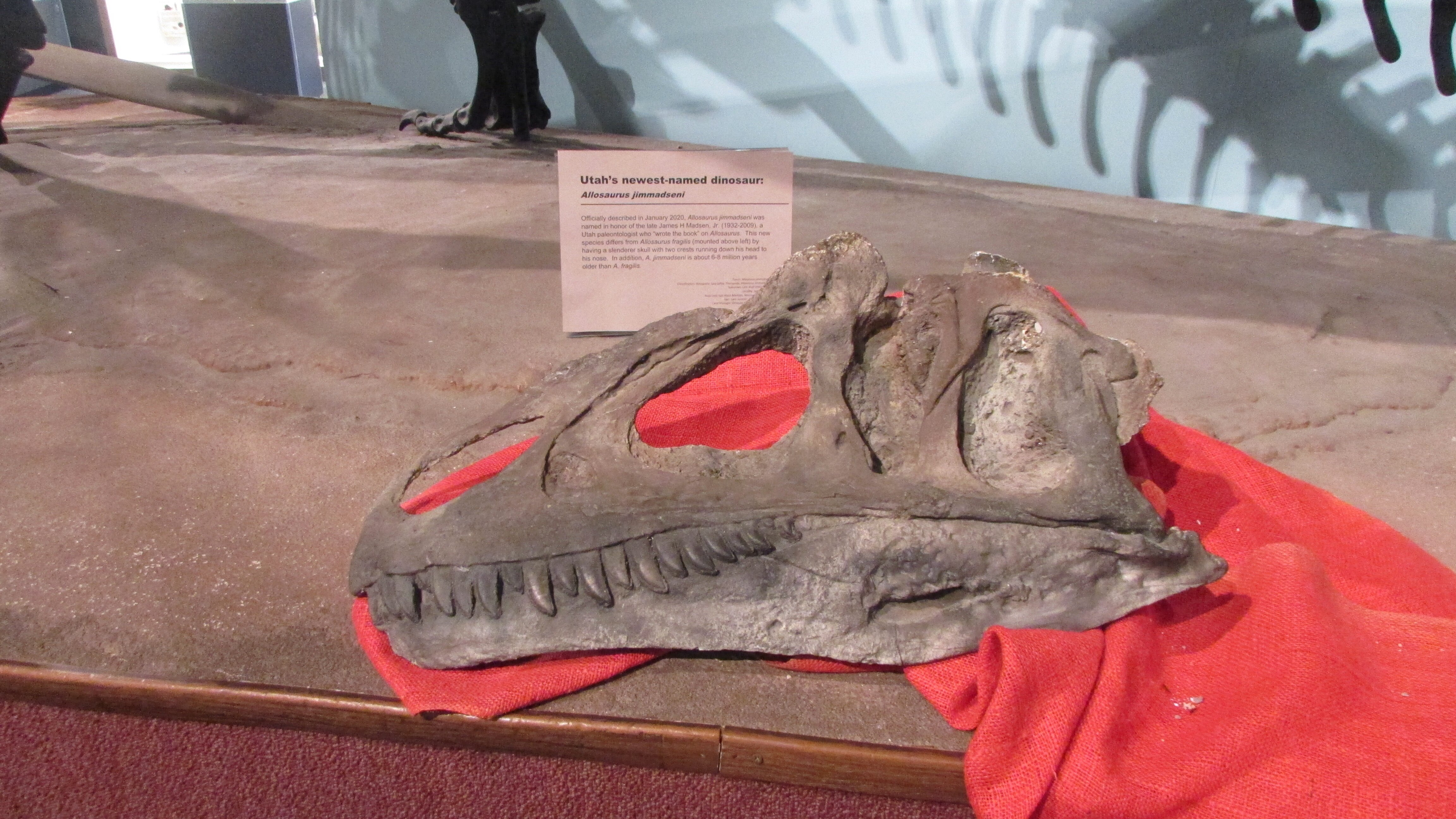 BYU Museum Of Paleontology (Provo) - All You Need To Know BEFORE You Go