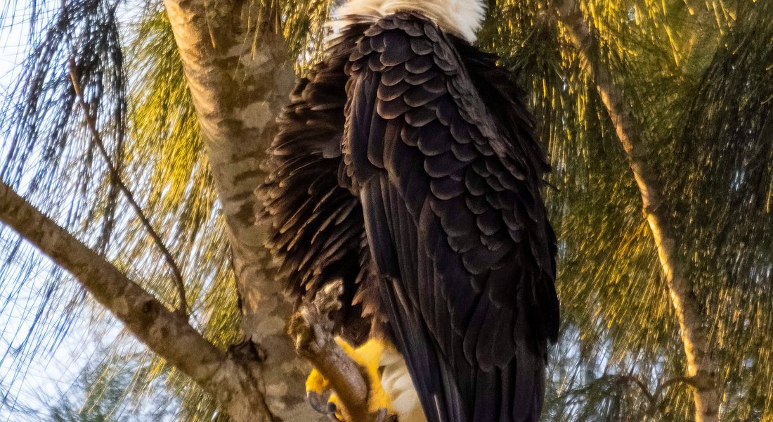 Pembroke Pines Bald Eagle Nest - 팸브룩 파인스 - Pembroke Pines Bald Eagle Nest의 리뷰 - 트립어드바이저