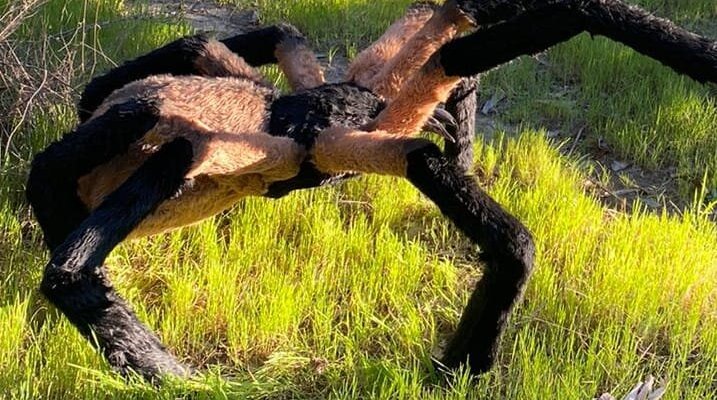 araña gigante