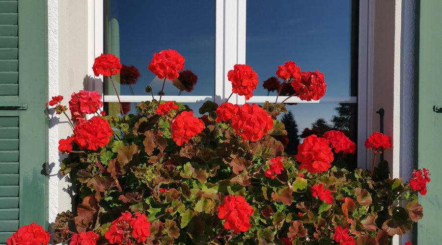 Blumige Fenster