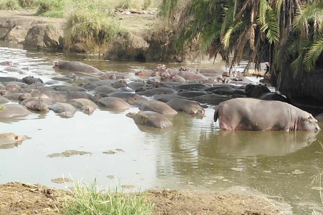 Serengeti360 Safaris Arusha Tanzania Hours Address Tripadvisor 9745