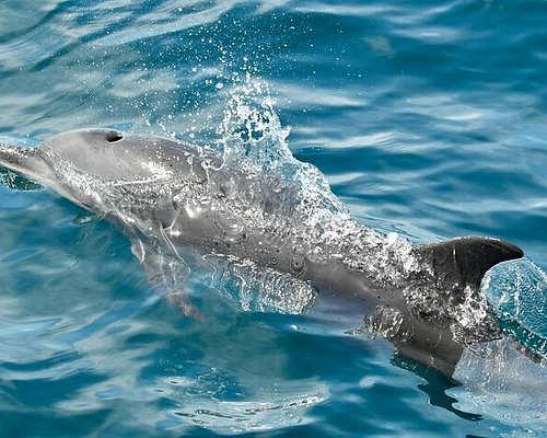 THE 10 BEST Province of Guanacaste Dolphin & Whale Watching Tours