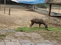 Jaipur Zoo - All You Need to Know BEFORE You Go (with Photos) Jaipur Zoo - All You Need to Know BEFORE You Go (with Photos)