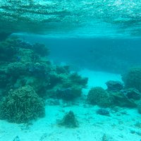 Bora Bora Snorkel Cruise by Polynesian Outrigger Canoe with BBQ Island ...