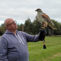 Xtreme Falconry at Dorset Falconry Park (Dorchester) - All You Need to ...