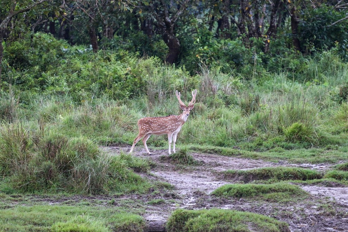 HOTEL PARKLAND - Updated 2024 Prices & Lodge Reviews (Sauraha, Nepal)